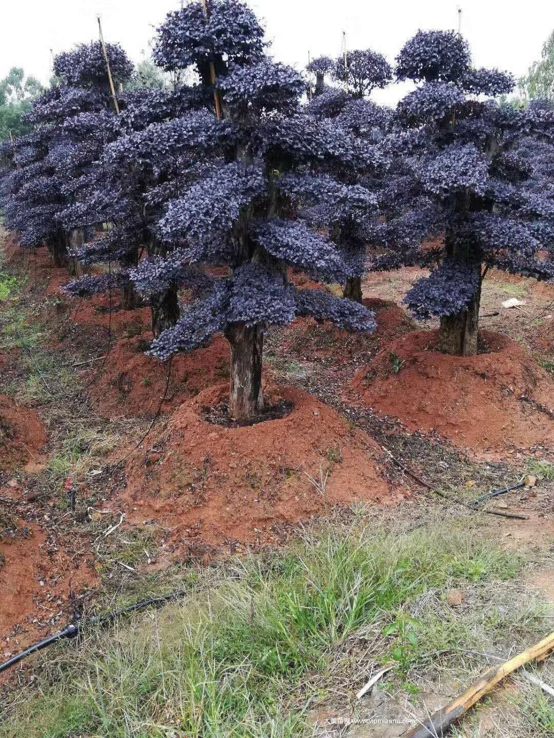 造型紅花檵木