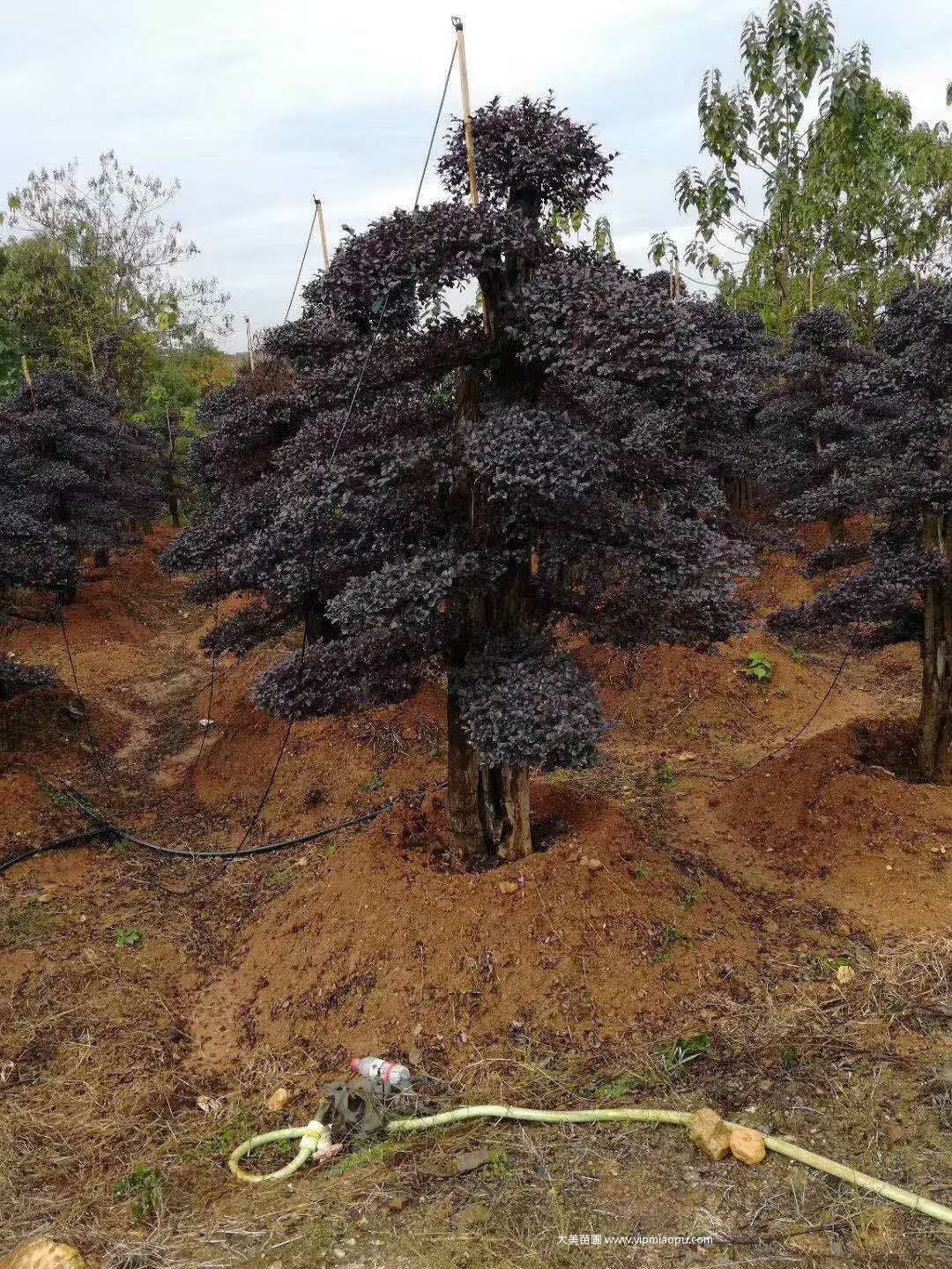 造型紅花檵木