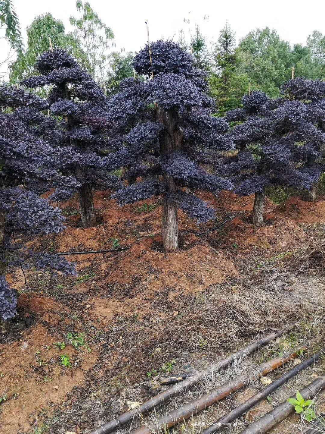 造型紅花檵木