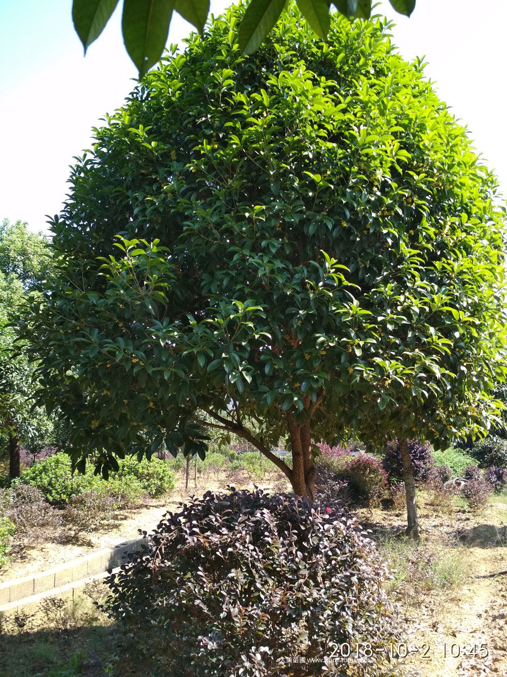 桂花樹