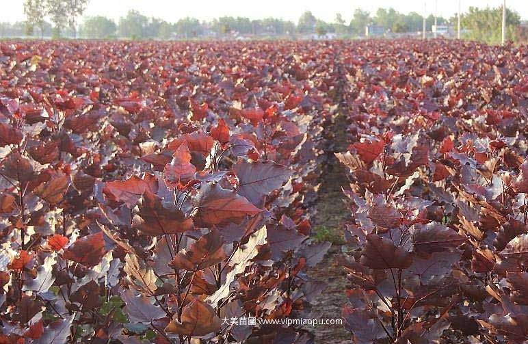 全紅楊