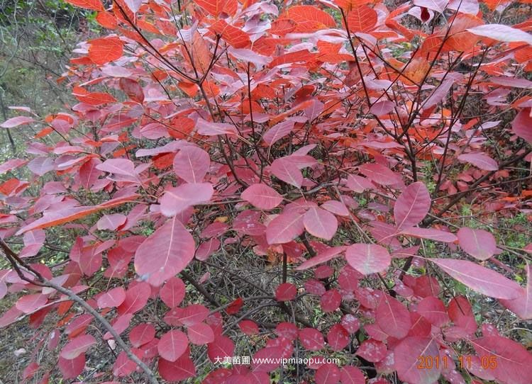 紅烏桕