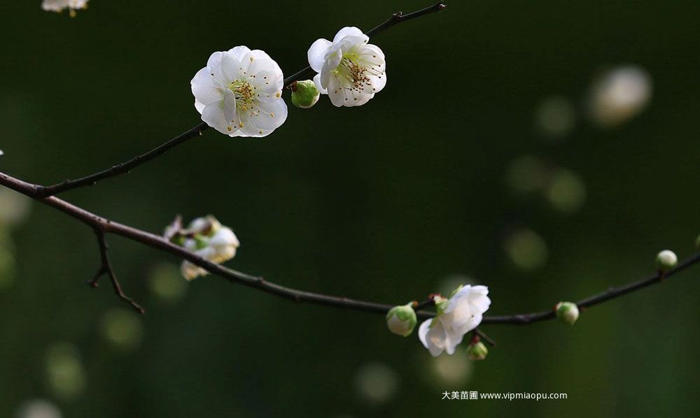 綠梅花