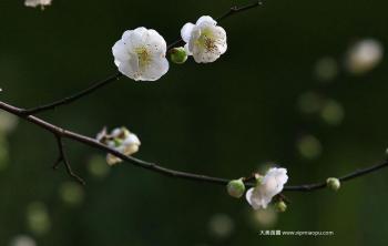 綠梅花樹苗價格