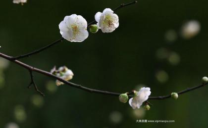 綠梅花樹苗價格