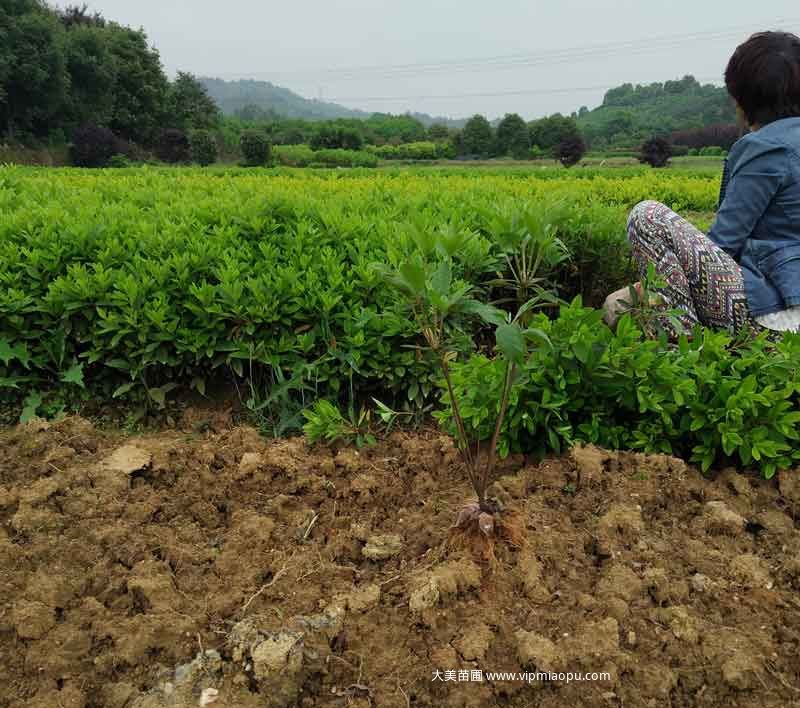 毛杜鵑根系、樹型、分枝都是很不錯的