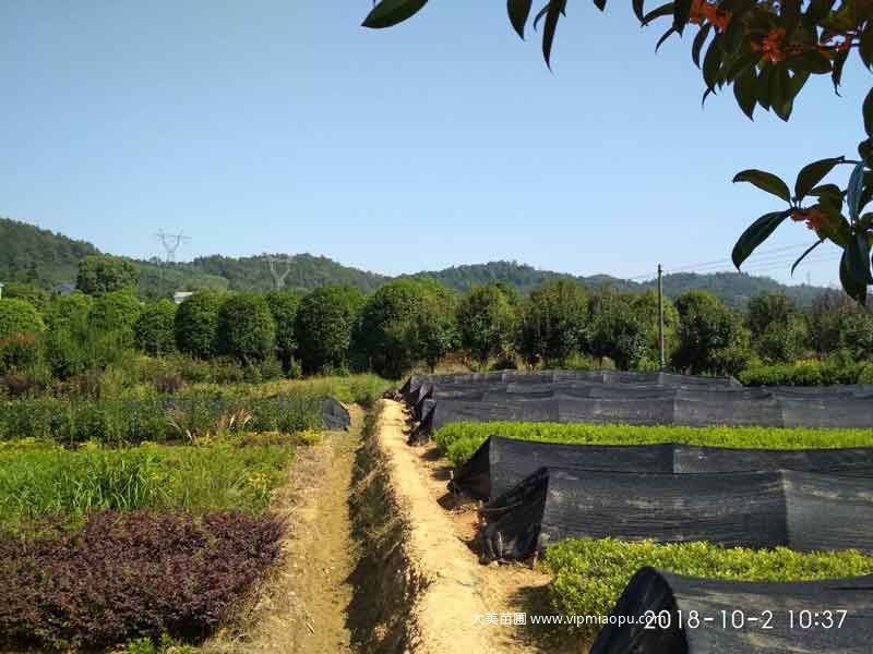 大美苗圃苗木基地