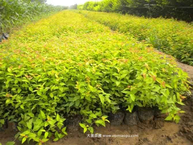 繡線菊