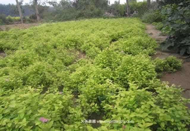 繡線菊