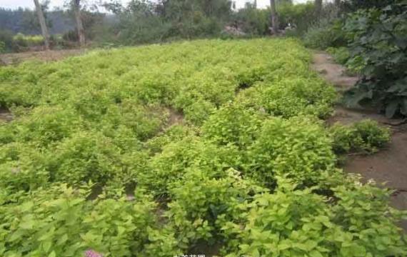 湖南繡線菊基地，自產自銷繡線菊，量大從優