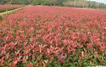 園林綠化紅葉石楠每平方人工費多少錢