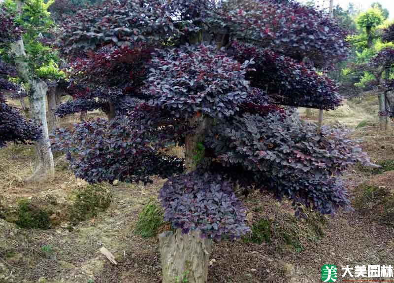 造型紅花繼木