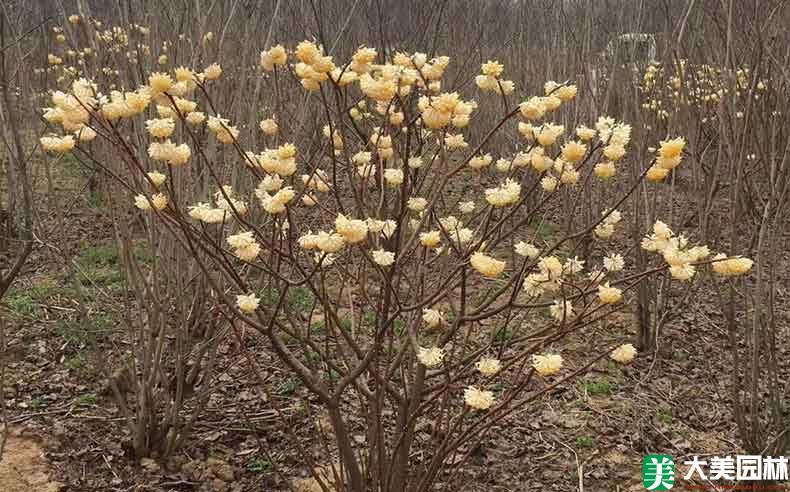 結香花