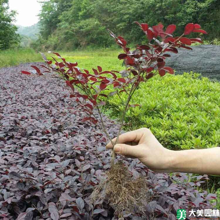 紅花繼木