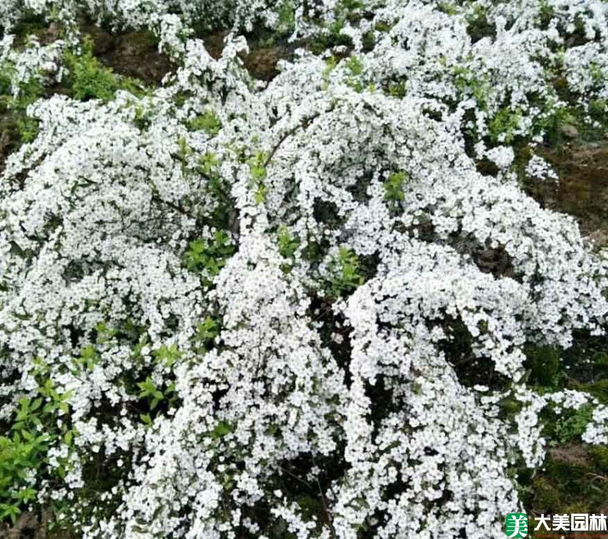 珍珠繡線菊