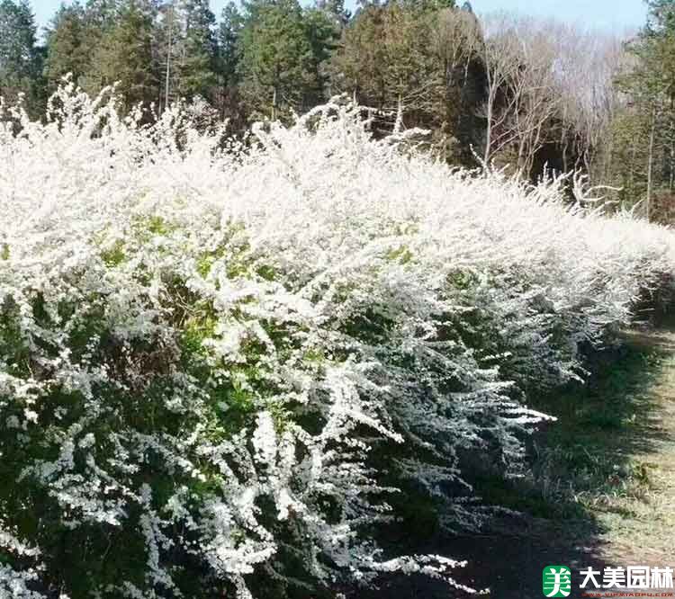 珍珠繡線菊