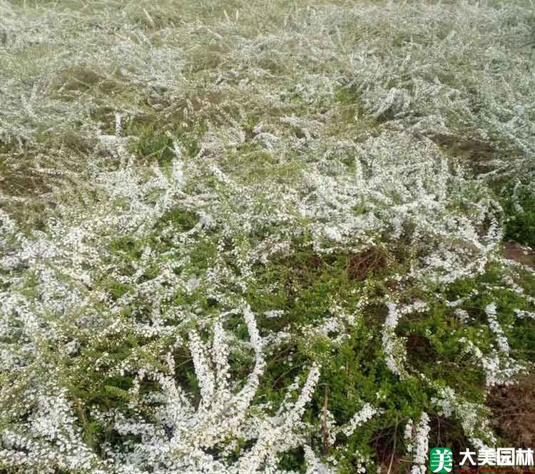 珍珠繡線菊