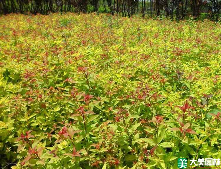 金山繡線菊