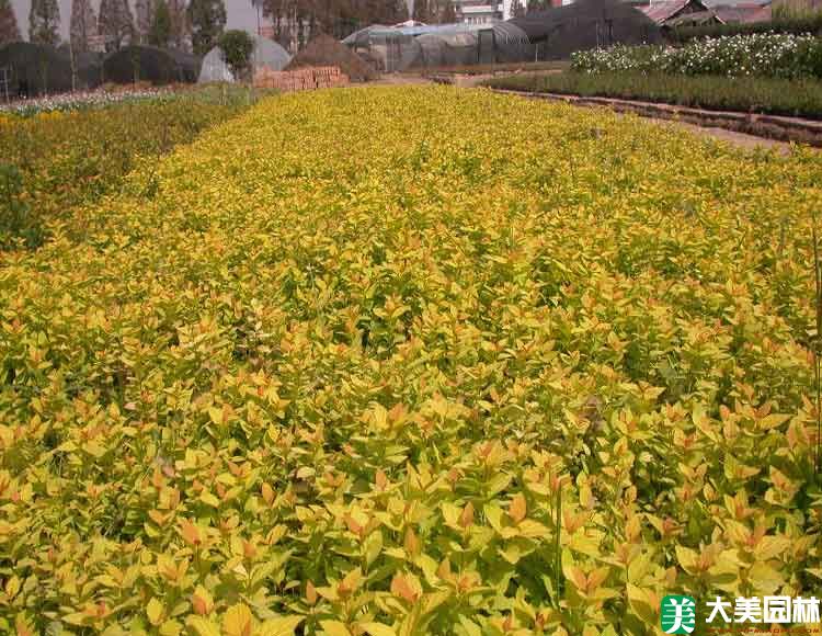 金山繡線菊