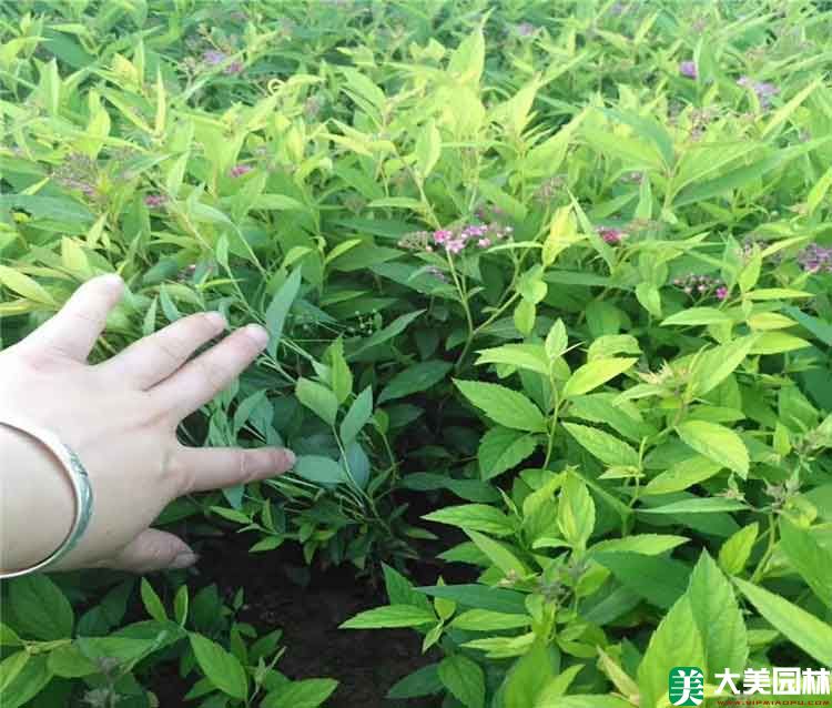 美麗繡線菊