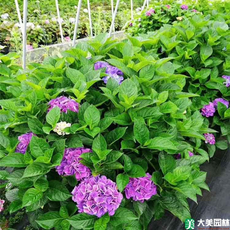 紫陽花