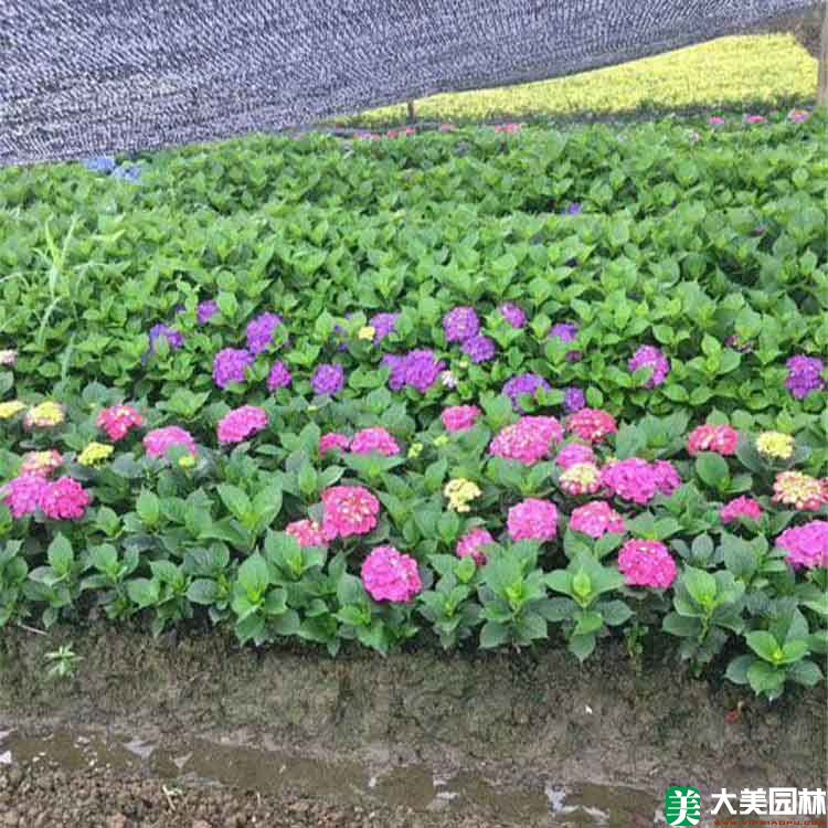 紫陽花