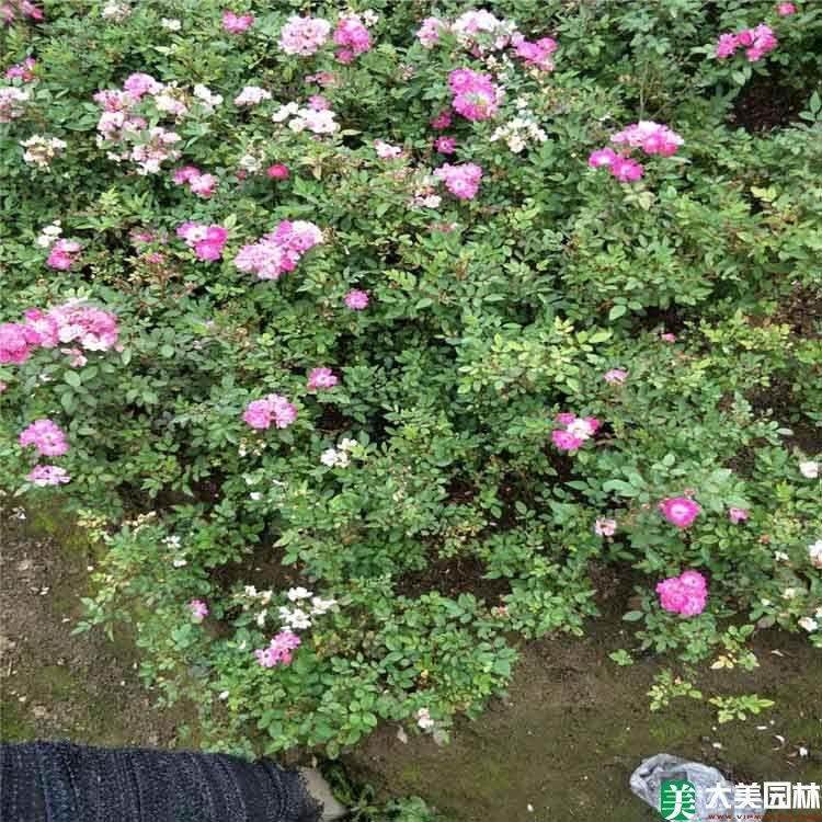 豐花玫瑰