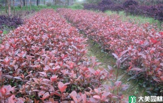 長沙哪里有苗木基地批發市場