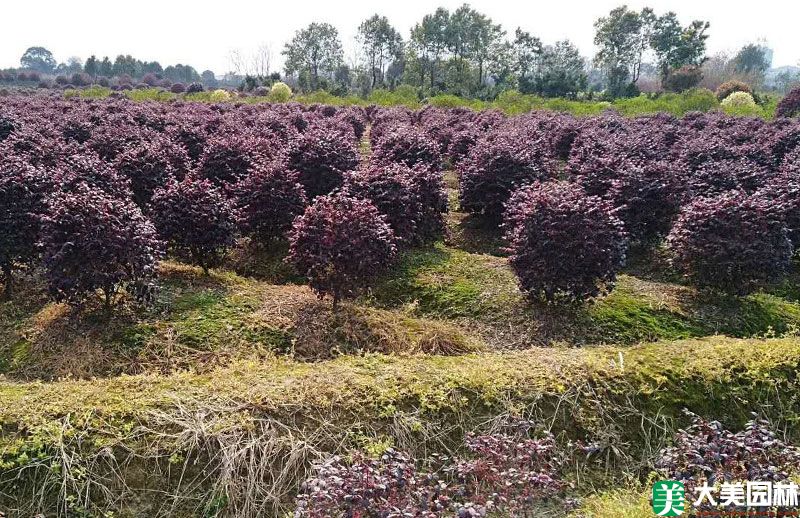 紅花繼木