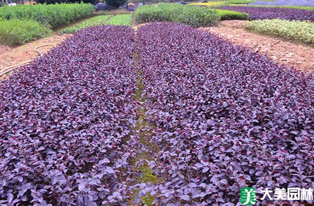 紅花繼木