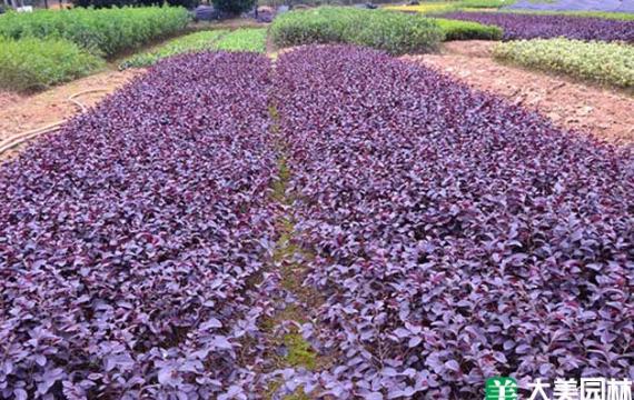 高度60公分的紅花繼木多少錢一棵