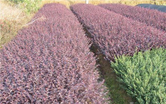 紅花繼木移栽成活率高嗎