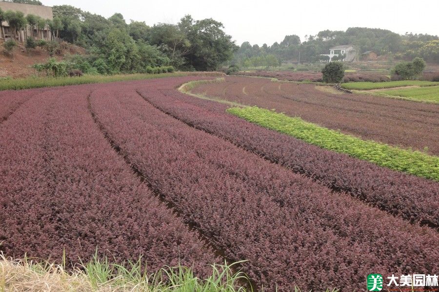 紅花繼木