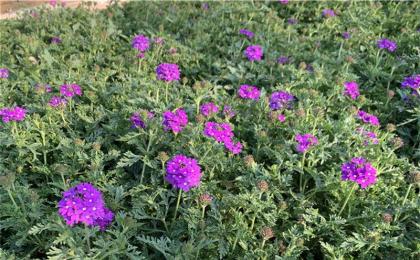 木本花卉苗圃使用除草劑的方法 