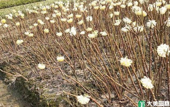 白花樹