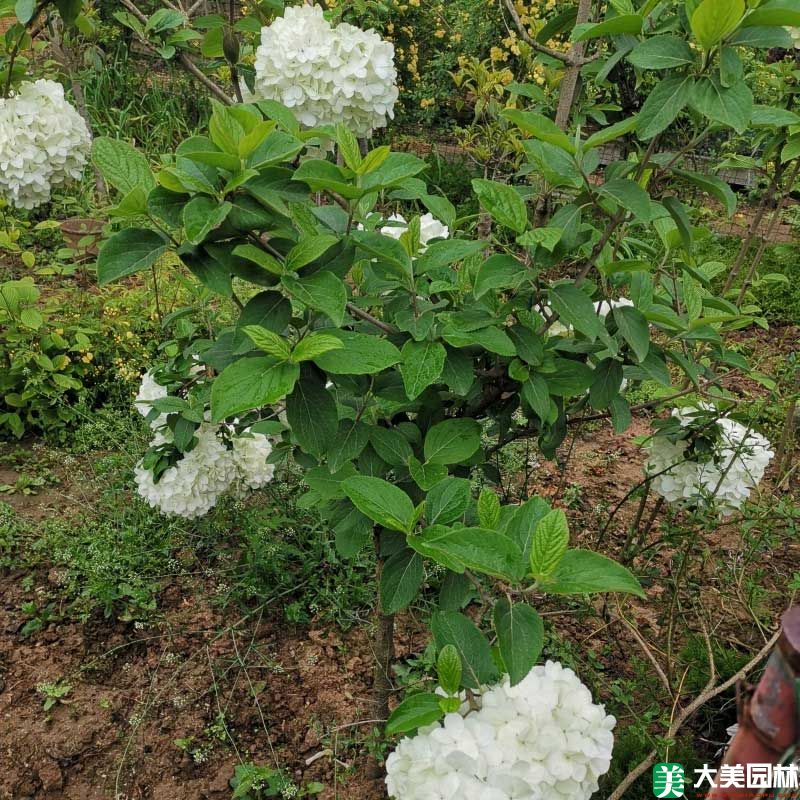 木本繡球