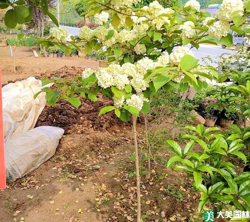 木本繡球