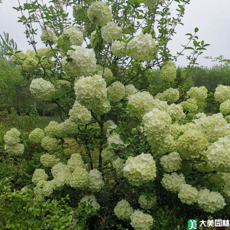 木本繡球