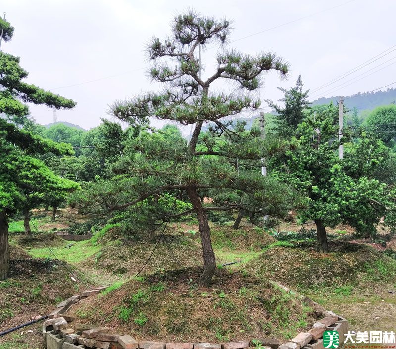 湖南哪里有苗圃基地