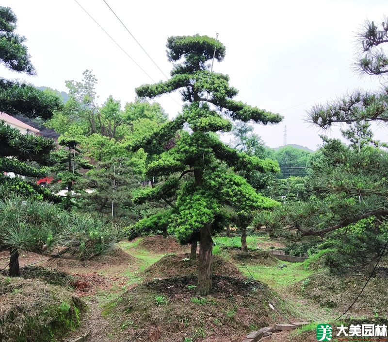 城市園林樹木修剪造型辦法