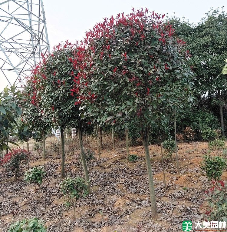 高桿紅葉石楠