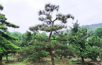 湖南哪里有苗圃基地