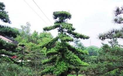 城市園林樹木修剪造型辦法