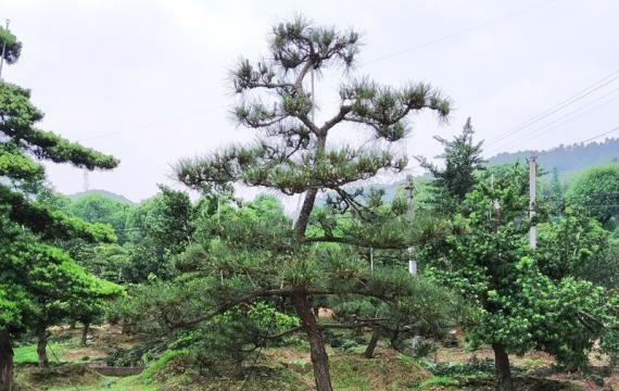 湖南哪里有苗圃基地