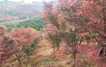 紅楓苗木的病蟲害防治