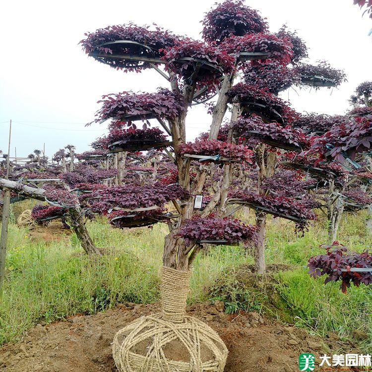 湖南柏加花木市場