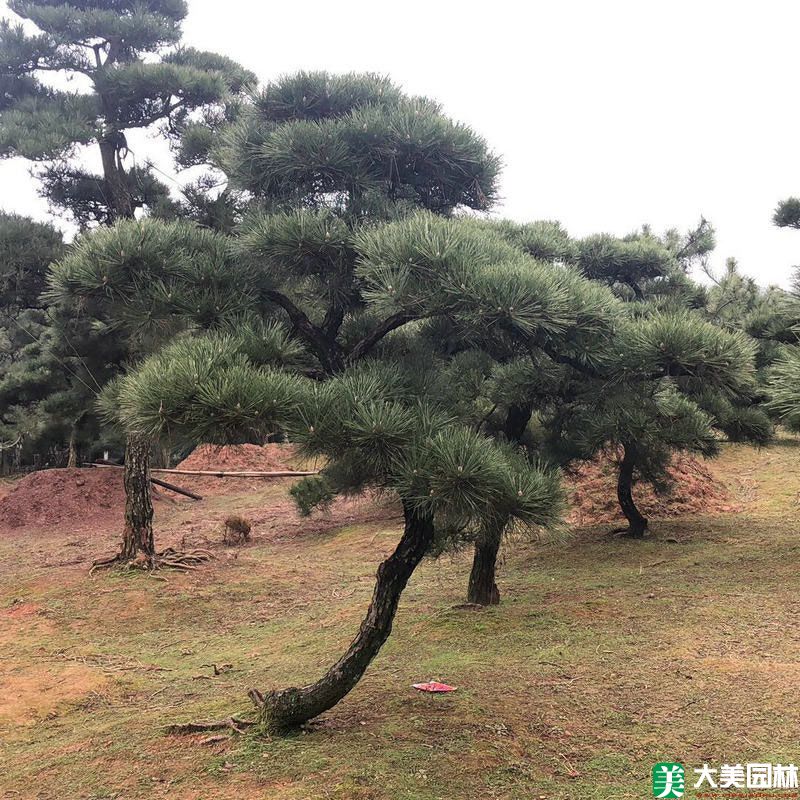 湖南柏加花木市場