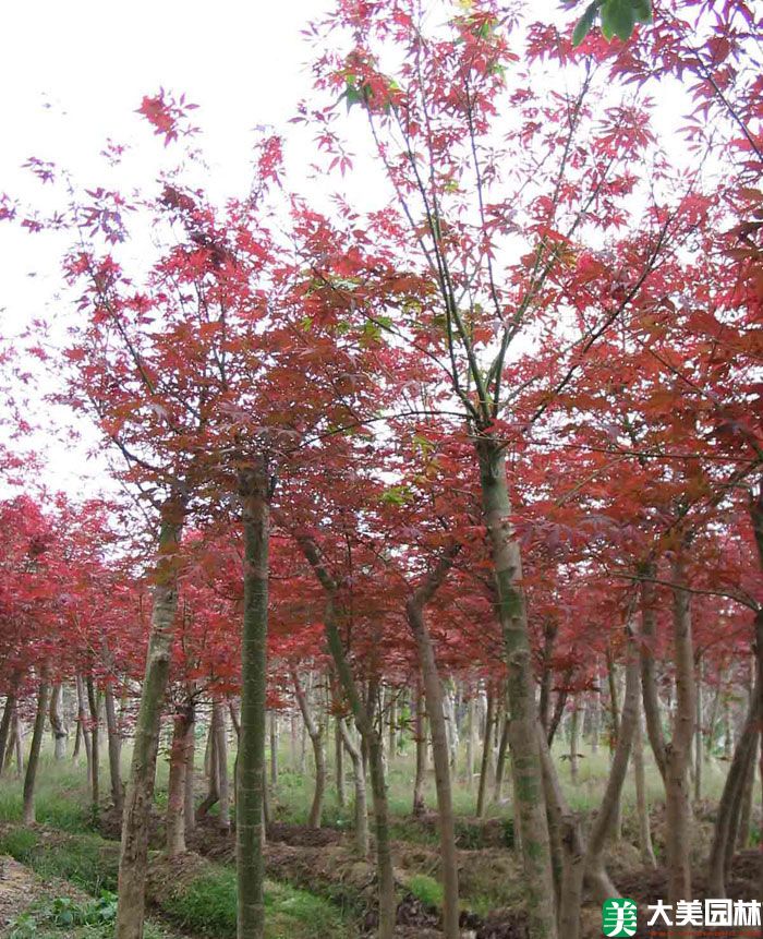 日本紅楓