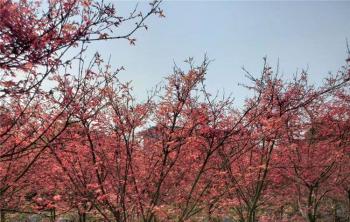 日本紅楓價格，2020年日本紅楓最新價格