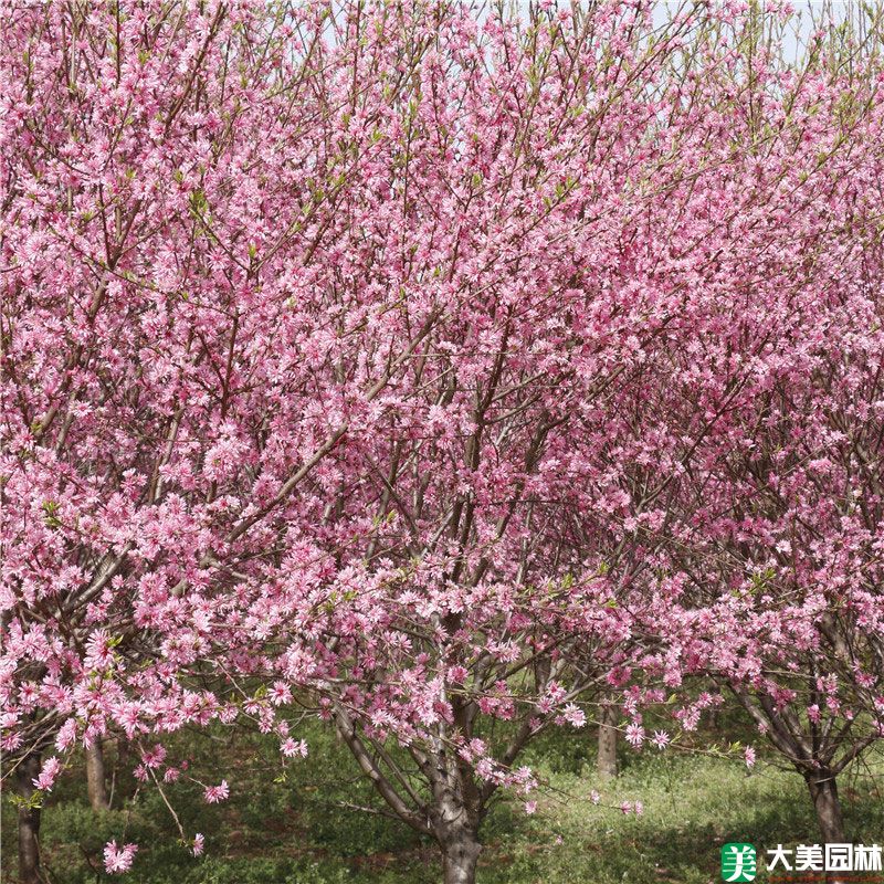 菊花碧桃